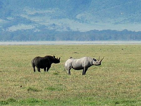 Nashorn