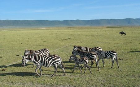 Zebras im Ngorongoro