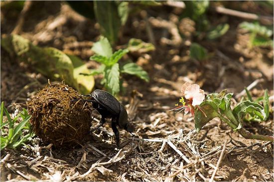 Der Pillendreher-Käfer  rollt mit den Hinterbeinen den Ballen in sein Reich.