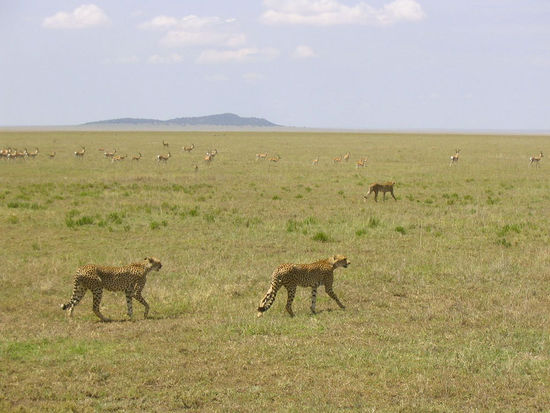 Gepaarten bei der Pirsch.