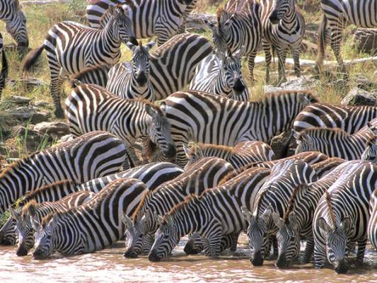 Zebras beim saufen am Fluss