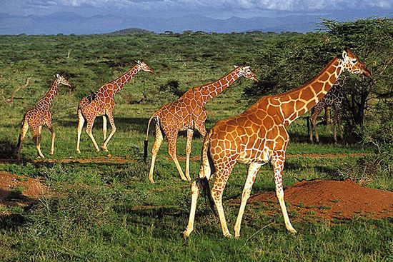 Giraffen in der Steppe