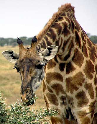 Giraffen können die Blätter zwischewn den Rasirklingenscharfen Dornen heraufressen.