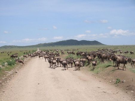 Gnus auf der Wanderung