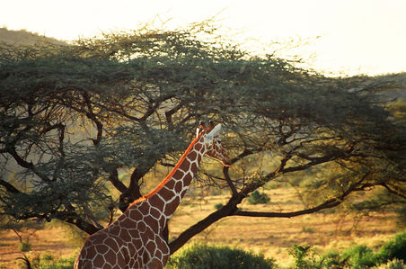Giraffe vor Schirmakazie