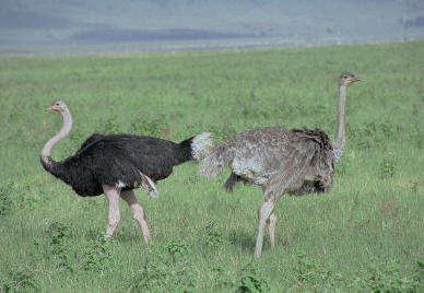Emu