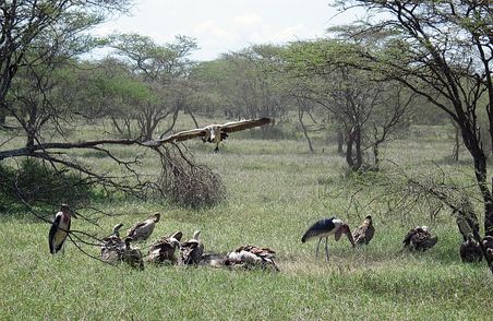 Marabu und Geier
