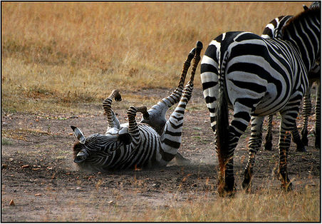 Zebra bein Bad im Staub