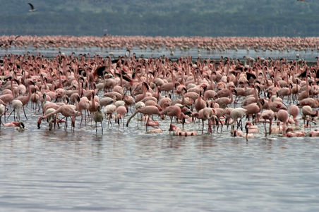 Die Flamingos vom Lake Nakuru