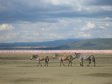 Zebras am Lake Nakuru