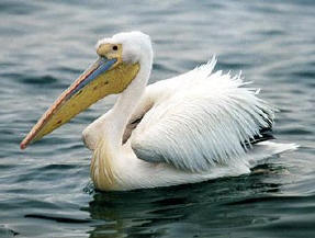 Pelikan