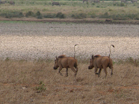 Warzenschweine mit Radarantenne
