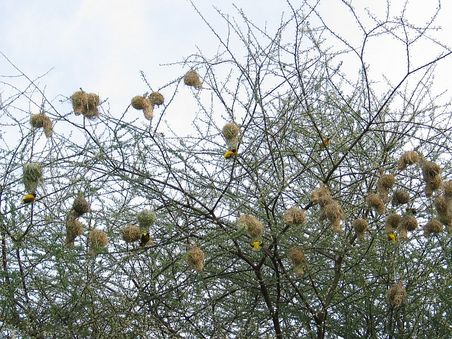 Nester der Webervögel
