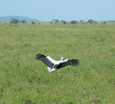 Ein Storch in der Wiese