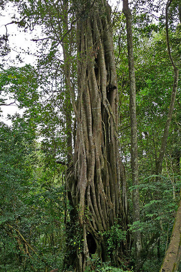 Riesige Bäume mit langen Wurzeln