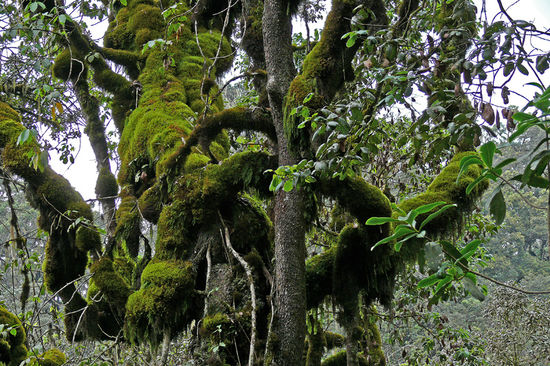 Subtropisches Klima, da wächst das Moos in den Bäumen