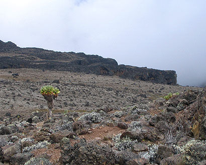 Hier im Shira Plato wachsen diese Riesenezien bis auf 4.500 m