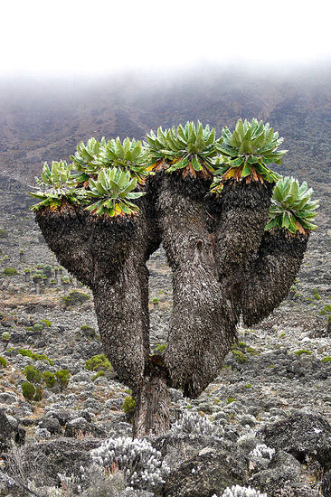 Diese einmaligen Pflanzen sind Riesenezien und werden bis etwa 8 m hoch und wachsen bis auf 4.500 m