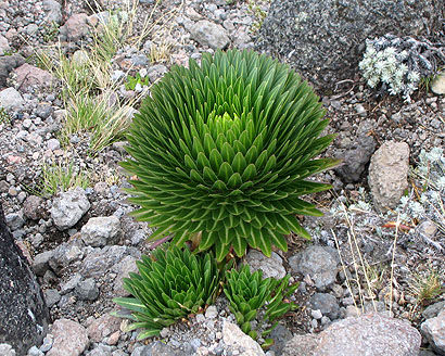 Das ist ein junger von den Riesenlobelien und wachsen bis in einer Höhe von 4.000 m