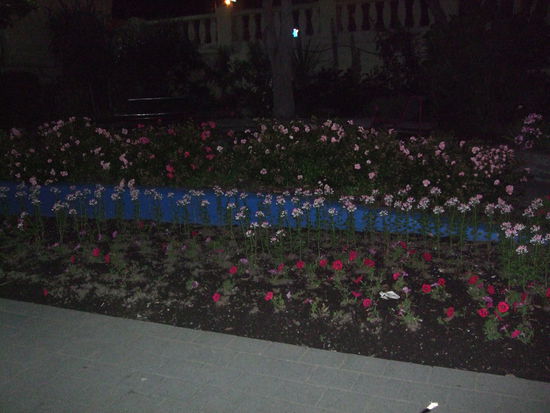 Ein Rosenbeet in Picton, war noch dunkel, da es ja früh morgens war.