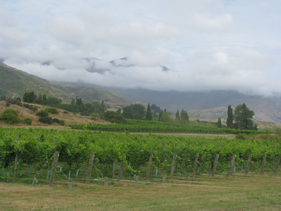Weinreben auf dem Weg nach Queenstown.