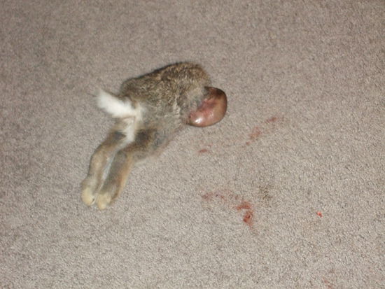 Kaninchen zum Frühstück!