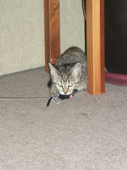 Verspielt ist er sehr.