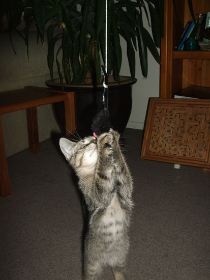 Und auf zwei Beinen klappt auch schon gut.