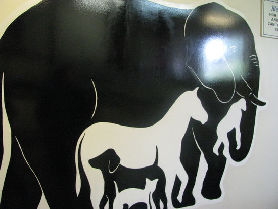 Wie viele Tiere sind auf dem Bild?