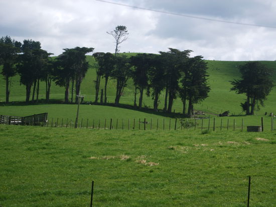 Grün, grün, grün.