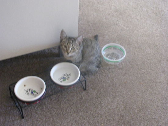 Charlie war immer fließig am fressen und am wachsen.