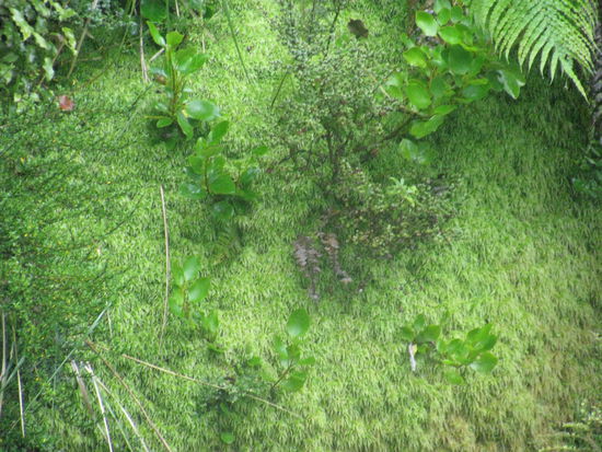 Dieses Moos wird unter anderem in Windeln verwendet, da es so saugfähig ist.