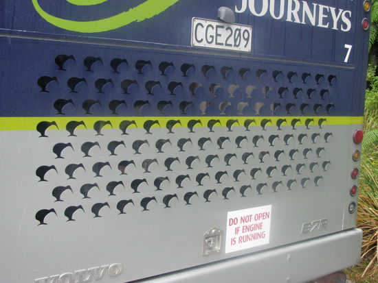 Kiwis, Kiwis und noch mehr Kiwis, so sind sie eben, die Kiwis 