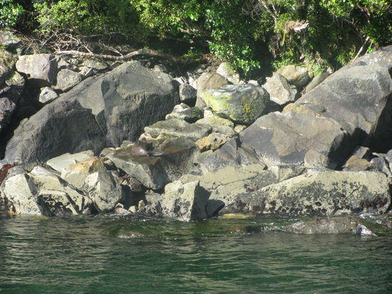 Am Rand faulenzten die Seehunde.