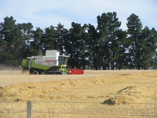 Und die Erntesaison war hier voll im Gange!