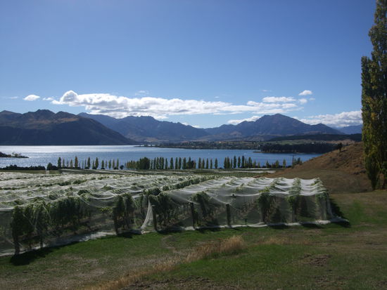 Der Weinbau in Wanaka vom Weingut Rippon.