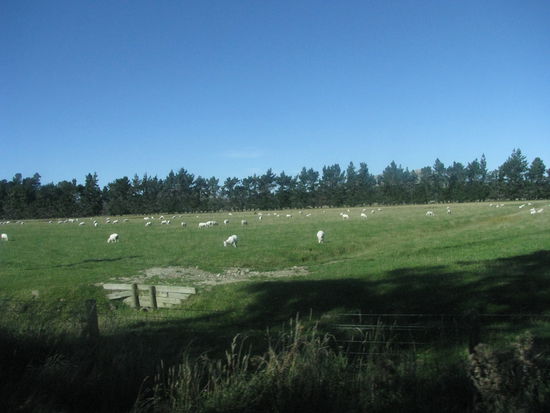 Schafe gibt's bekanntlich ja auch viele.