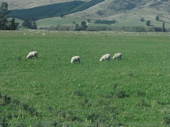 Alle weißen Punkte im Hintergrund sind Schafe!