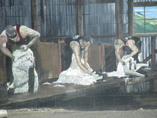 Schafscheren. Ein Bild bei der öffentlichen Toilette in Tutapere.
