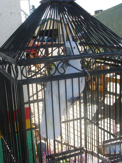 Der Vogel stand mit seinem Käfig in Tutapere am Bürgersteig.