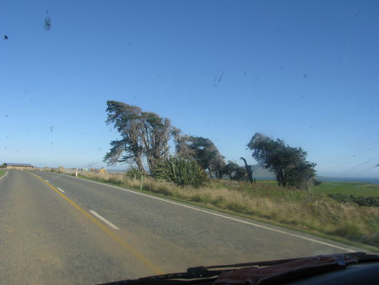 Diese Bäume sind schief gewachsen durch den ganzen Wind. (Kein Witz!!)