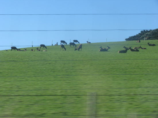 Hirsche gibt's hier auch einige.