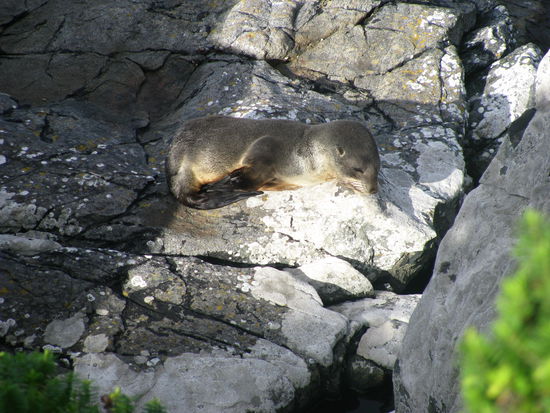 Am südlichsten Punkt hatte es sich dieser Baby-Seehund bequem gemacht.