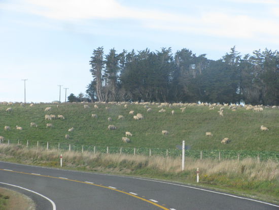 Schafe sahen wir unterwegs wieder zur Genüge.