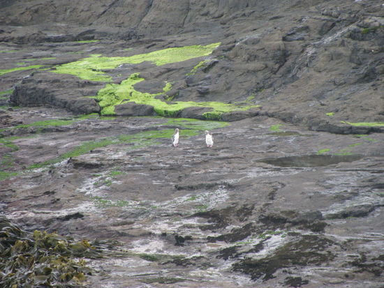 Zwei Gelbaugen-Pinguine.
