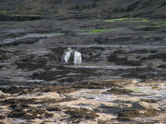 Wir mussten aber Abstand halten, aus Respekt vor den Tieren, da sie sehr scheu sind.