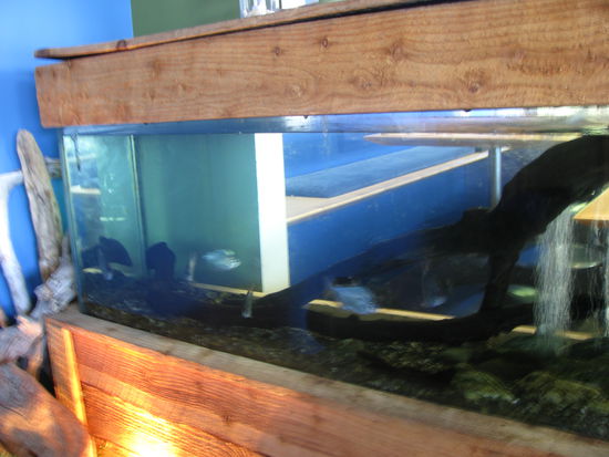 Die vegetarischen Piranhas.