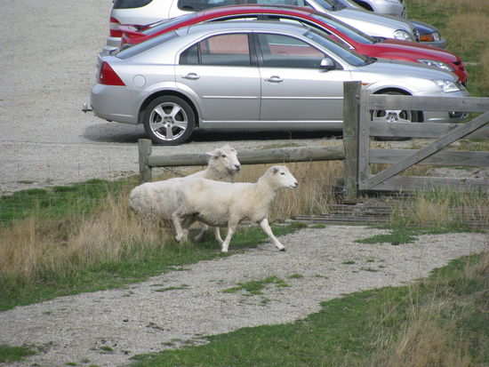 Als wir zurück kamen warteten zwei Schafe am Auto.