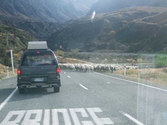 Unterwegs begeneten wir noch ein paar Schafen.