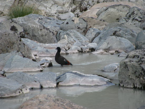 Neuseelands Vogelwelt!